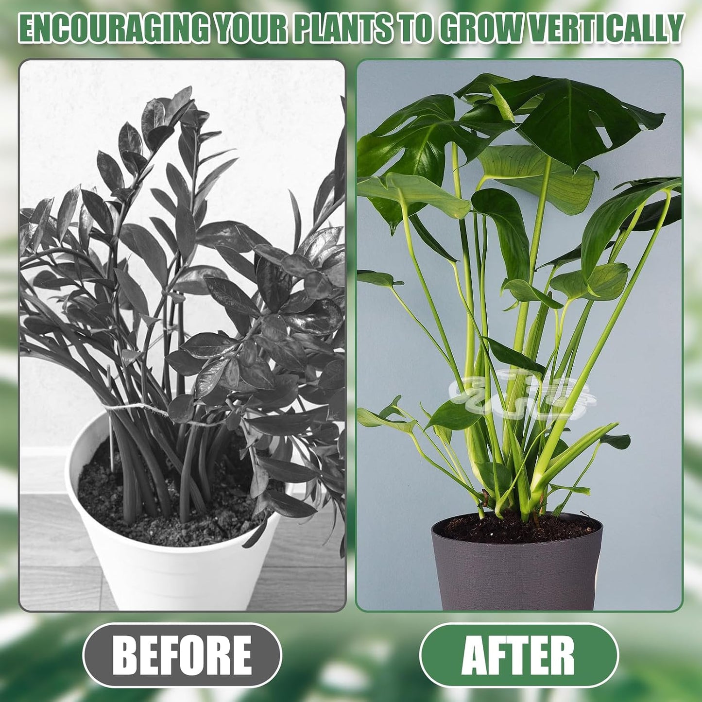 Transparent acrylic plant stake in the shape of a Monstera leaf | Invisible stem support for indoor potted plants 🌿